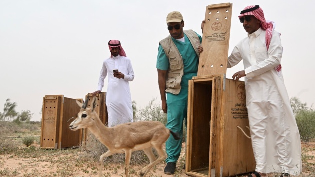 "الحياة الفطرية" و"الغطاء النباتي" يطلقان عددا من ظباء الريم في متنزه الزلفي الوطني