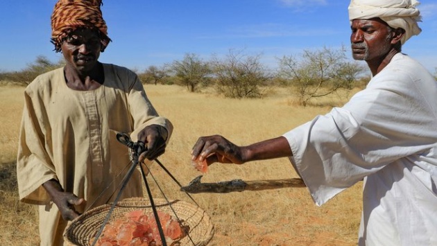 الصراع في السودان يهدد إمدادات الصمغ العربي وصناعة المشروبات الغازية 