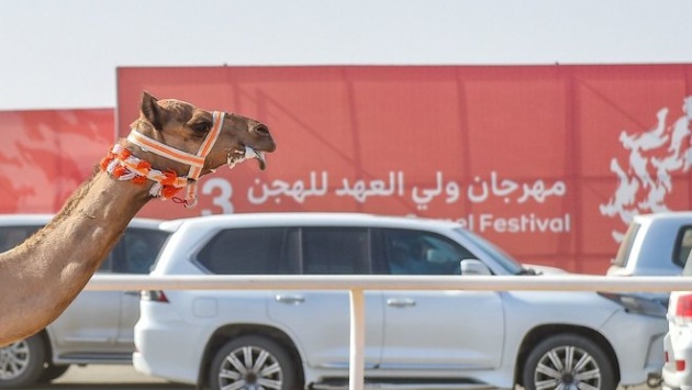 نائب أمير مكة يحضر الحفل الختامي لمهرجان ولي العهد للهجن غدا الخميس