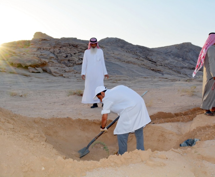 استزراع أشجار الطلح في "جبل كير" بالرس