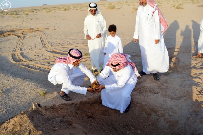 استزراع أشجار الطلح في "جبل كير" بالرس