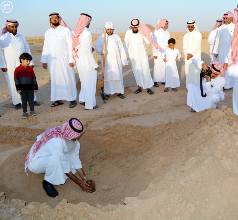 استزراع أشجار الطلح في "جبل كير" بالرس