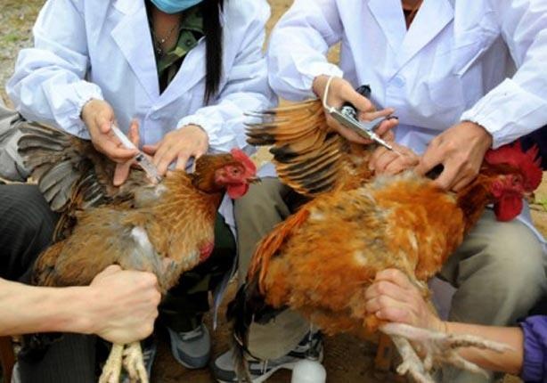 أنفلونزا الطيور يظهر في دجاج فرنسا
