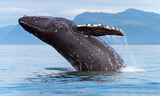 اليابان تستأنف صيد الحيتان في المحيط المتجمد الجنوبي