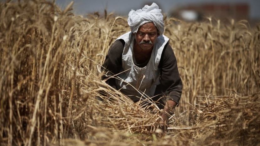 مصر تبدأ دعم مزارعي القمح بمبلغ 1300 جنيه للفدان
