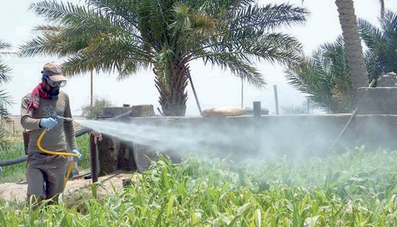 «الزراعة» لـ"الاقتصادية" : إجراءات احترازية للتصدي لأسراب الجراد القادمة من اليمن والسودان