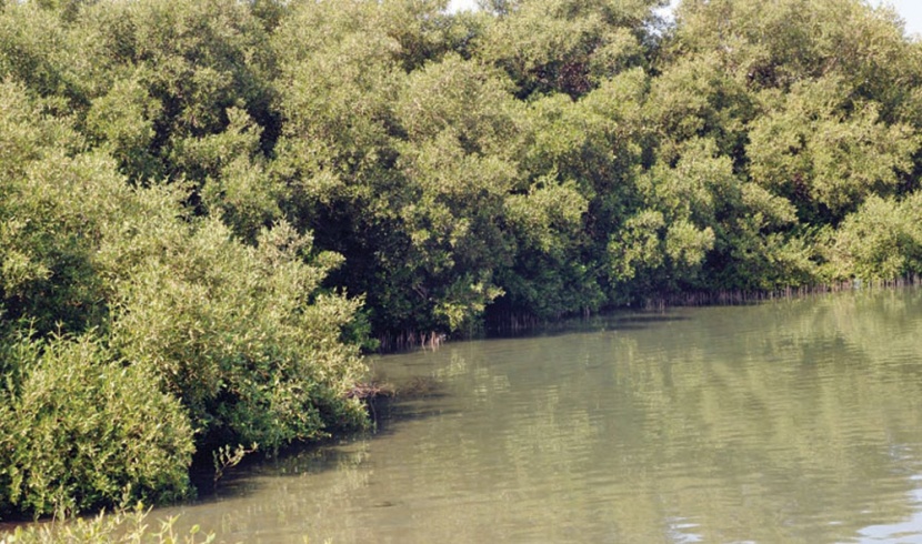 إمارة مكة المكرمة توجه 4 جهات لمنع التعديات على أشجار «المانجروف»