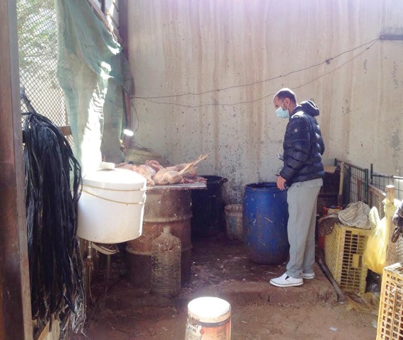 الرياض: ضبط 7 آلاف دجاجة مصابة بالأمراض في استراحات مشبوهة