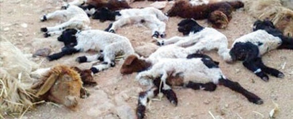 الفزع يسيطر على أهالي القصيم بسبب نفوق حالات 
كثيرة من المواشي