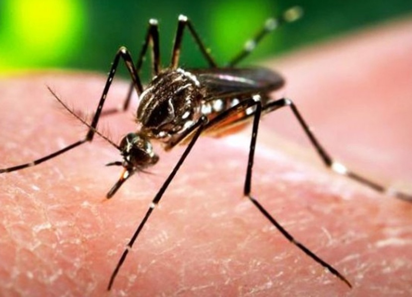 فيروس "زيكا" يصيب 3 في نيويورك