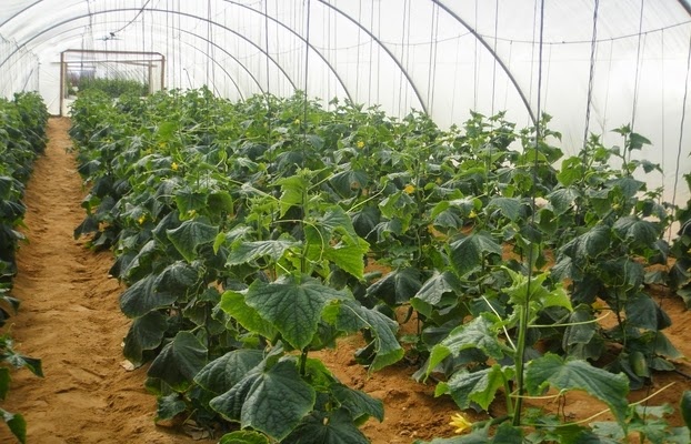 17 % من السلالات الحيوانية المرتبطة بالزراعة في العالم تواجه خطر الانقراض