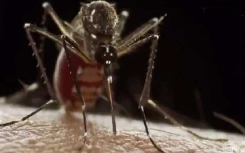 "زيكا".. رعب من لدغة بعوضة