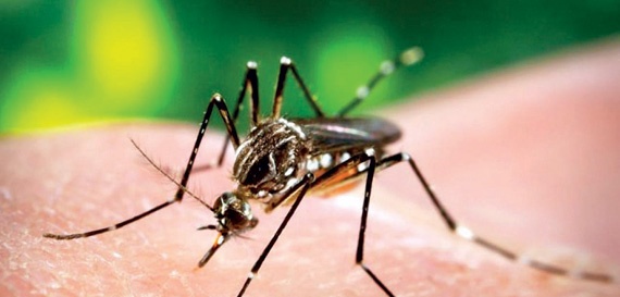 «الصحة» لـ"الاقتصادية"  : لم نسجل حالات لـ«زيكا».. ونحذر من بعوض حمى الوادي المتصدع