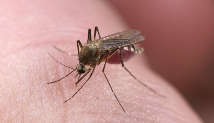 البحرين تؤكد خلوها من البعوض الناقل لفيروس "زيكا"