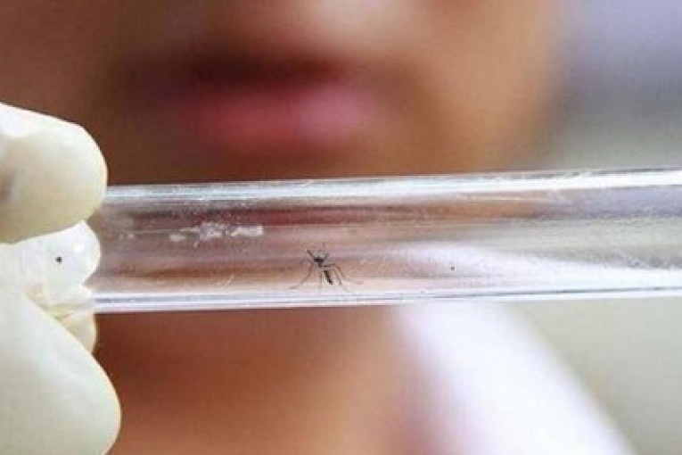 شركة سانوفي الفرنسية للأدوية تطور لقاحا ضد "زيكا"