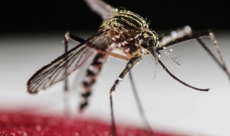 وكالة الطاقة الذرية تدخل على خط الجهود لمواجهة "زيكا"