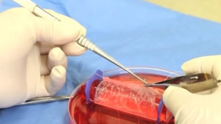 الصين تعلن عن أول كبد بيولوجية من صنع البشر