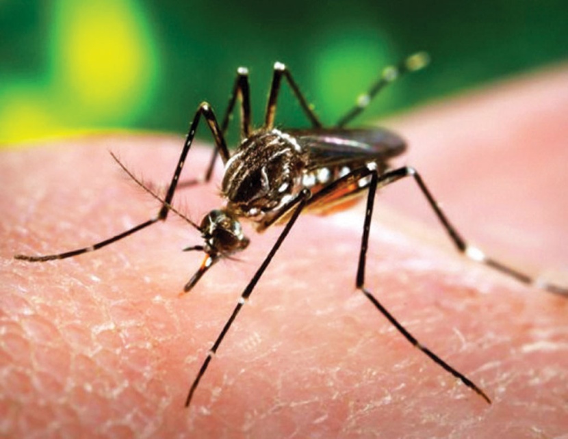 وكيل «الصحة» لـ "الاقتصادية": فيروس «زيكا» غير قاتل