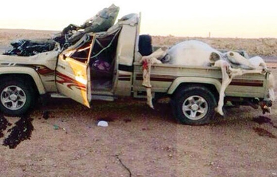 الإبل السائبة تفتك بسالكي طريق الشمال الدولي