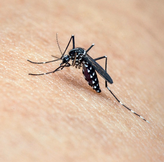 «الصحة»: «المنظمة العالمية» أخفقت في «إيبولا» فبالغت في «زيكا»