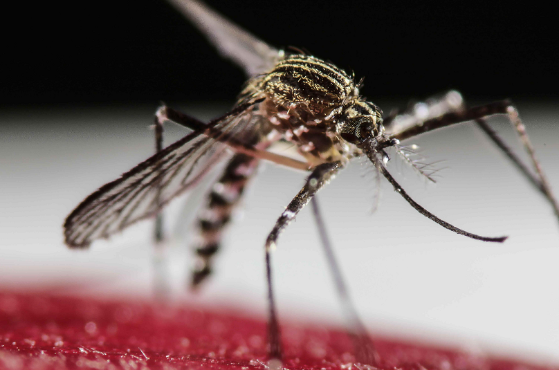 اكتشاف 9 حالات بفيروس زيكا في إيطاليا