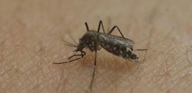 ثلاث وفيات إثر مضاعفات سببها فيروس "زيكا" في فنزويلا