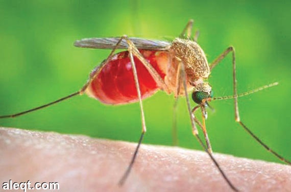 المكسيك تسجل أول 6 إصابات بـ"زيكا" بين حوامل