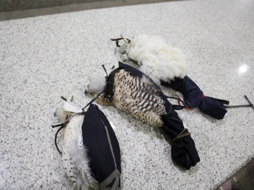 إحباط تهريب 3 صقور في جمرك البطحاء