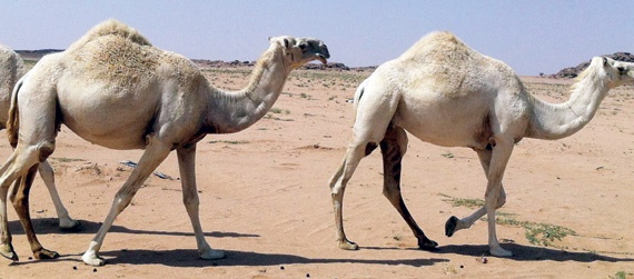 «الزراعة» تسمح بذبح الإبل بخمرة جدة مع البقاء على حظرها