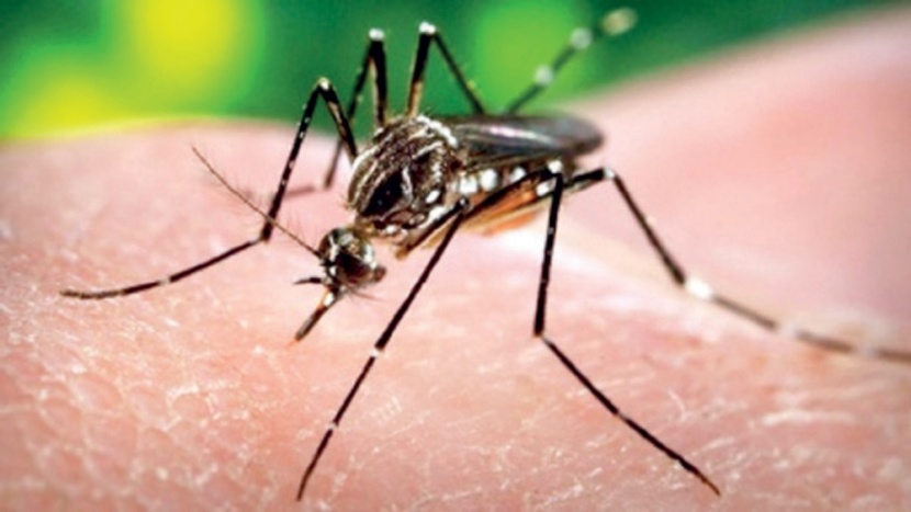 «صحة الخليج»: دول مجلس التعاون خالية من فيروس «زيكا»