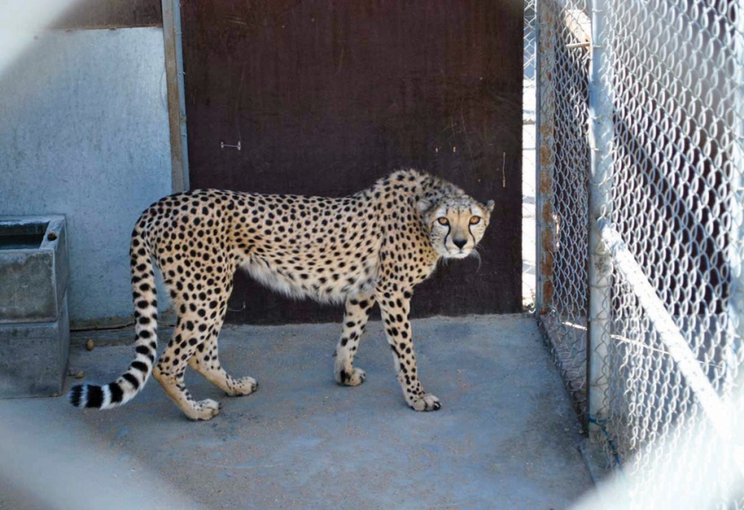 «الحياة الفطرية» تبدأ في إنشاء المرحلة الثانية لمركز إيواء الحيوانات المفترسة خلال شهرين