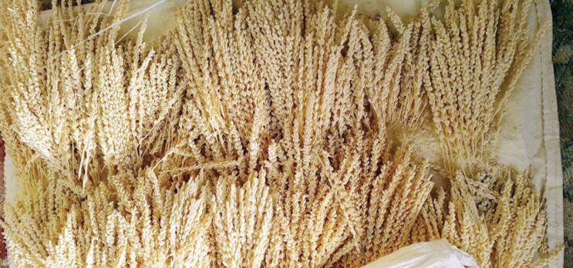 أضرار وخسائر فادحة في زراعة النخيل بسبب دخول العمالة السائبة سوق «اللقاح»