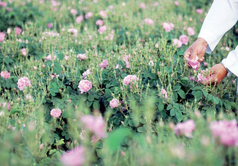 3 جهات تقاطع مهرجان الورد الطائفي .. وموقعه الحالي مخالف وغير مرخص