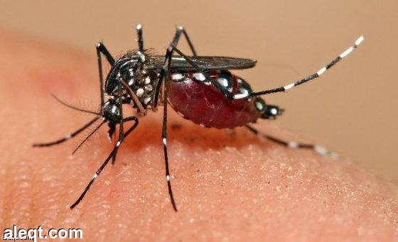 تشيلي تؤكد أول إصابة بفيروس زيكا