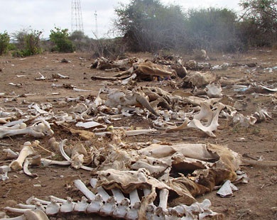 العربي يوجه نداء لدعم المتأثرين بالجفاف في الصومال