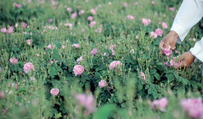 خطاب المحافظة يصبغ مهرجان الورد الطائفي بالرسمي