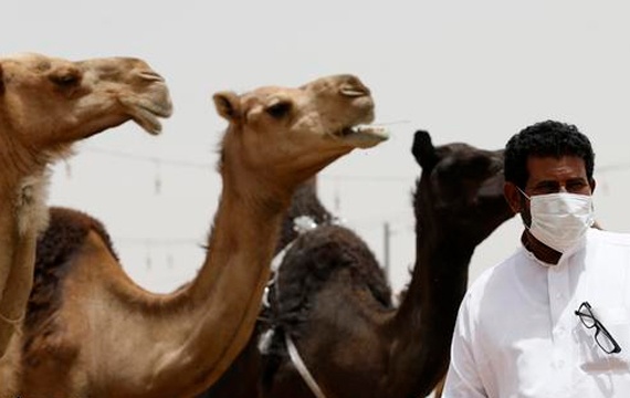 الهفوف : إصابة مواطن عشريني بكورونا بعد مخالطته للإبل