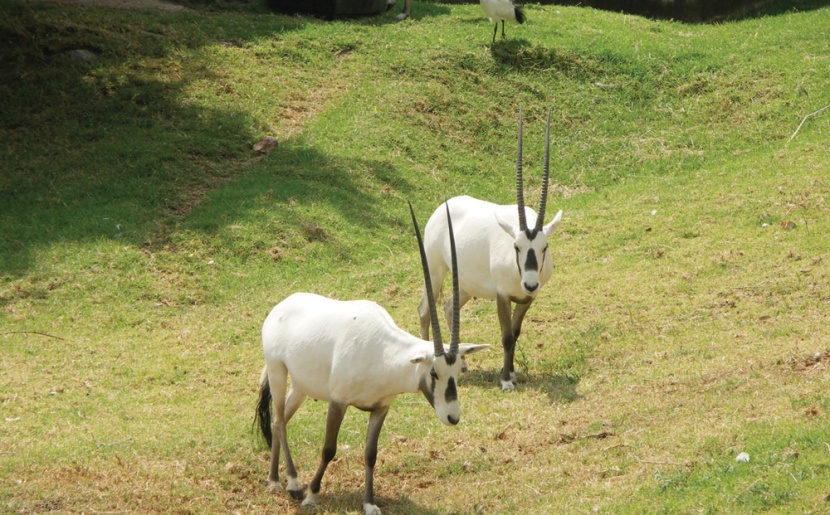 50 ألف ريال الحد الأعلى لغرامة اقتحام المحميات دون ترخيص