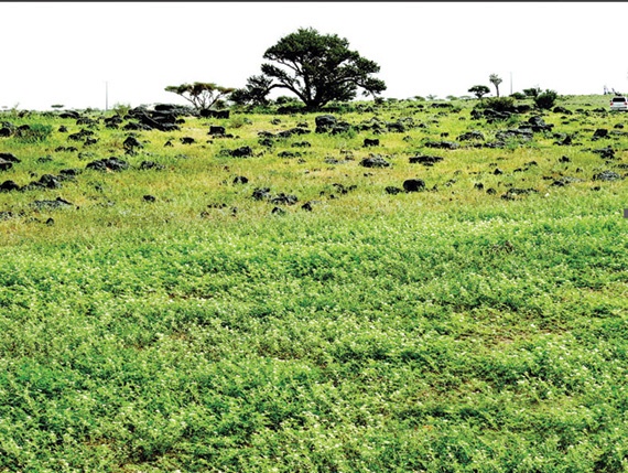 معدلات مطرية أقل من المعتاد خلال النصف الأول من مايو في السعودية