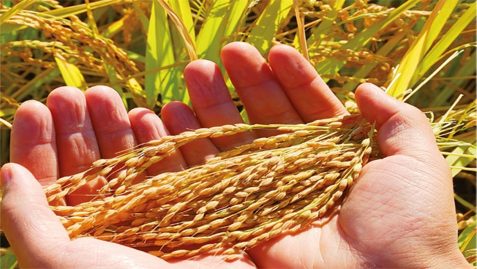 الفاو تؤكد أهمية الزراعة والغابات ومصائد الأسماك فى ضمان الأمن الغذائي