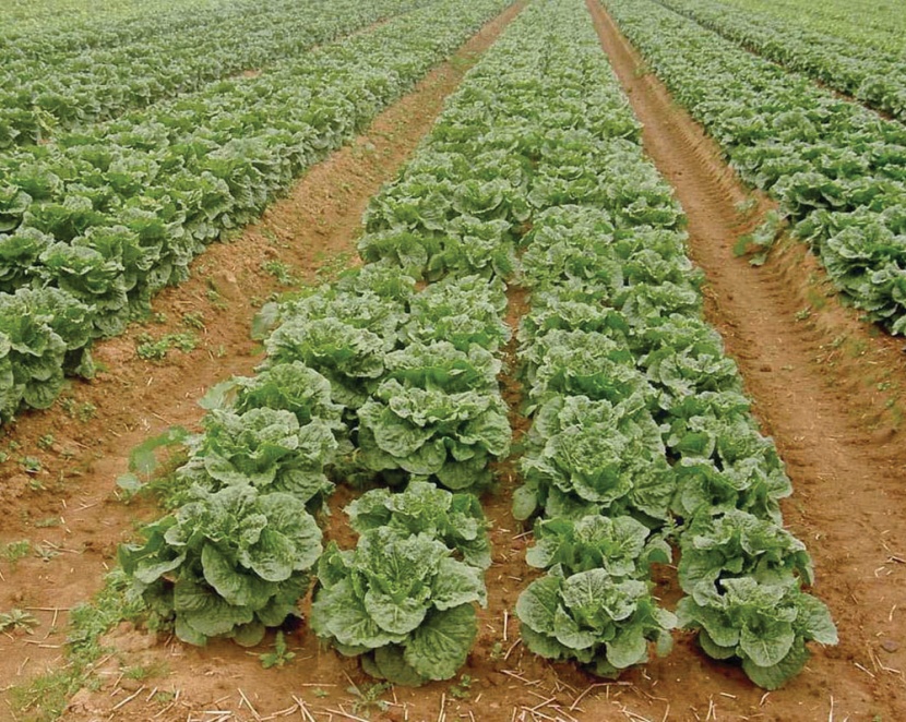 110 مزارع عضوية في المملكة.. وتحفيزات جديدة للمستثمرين لتنمية مشاريعهم