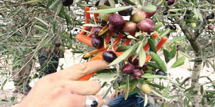 15 مليون شجرة زيتون تحفز المستثمرين
على رفع الكميات المنتجة