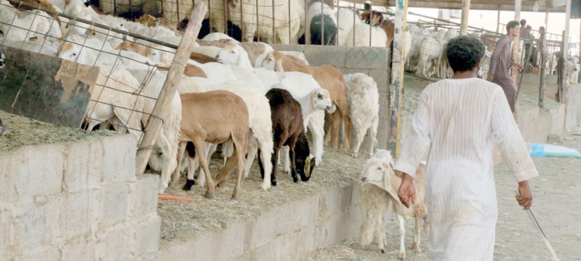 الرياض: «كورونا» و«الأعلاف» يخفضان أسعار الإبل والماشية