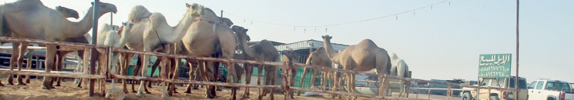 الرياض: «كورونا» و«الأعلاف» يخفضان أسعار الإبل والماشية