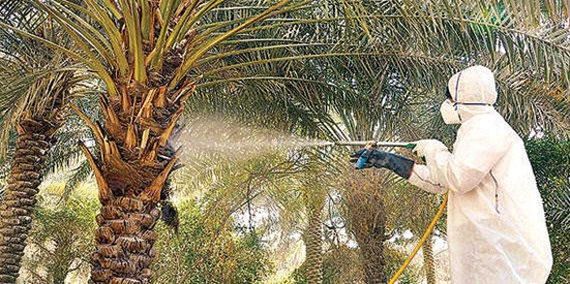 أمير القصيم يوجه بتشكيل لجنة عليا برئاسته لمعالجة سوسة النخيل الحمراء