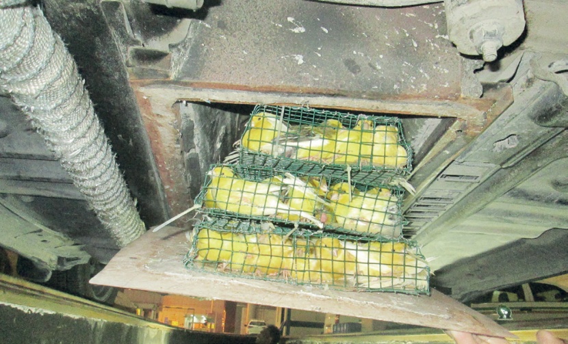 إحباط تهريب 1000 طائر زينة بجسر الملك فهد