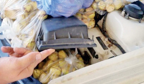 إحباط تهريب 1000 كيلوجرام من ثمار «القورو» المحظورة