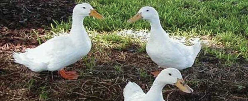 «الزراعة» تحدد آلية استيراد الطيور الحية والاشتراطات الصحية