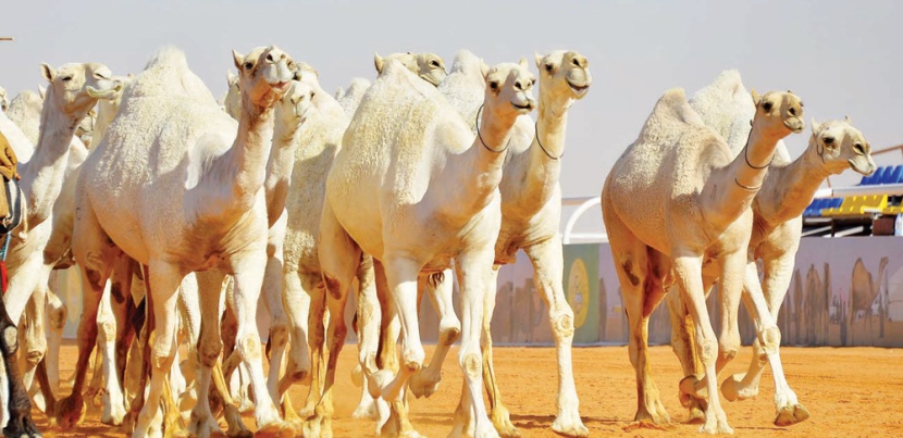 بدء الترقيم الإلكتروني لـ 200 ألف رأس من الإبل
