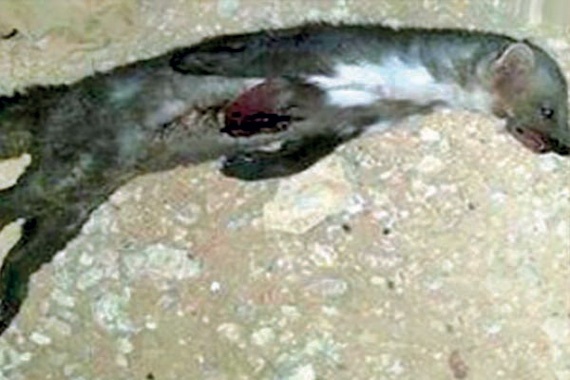 ظهور حيوان «المسارة» يتسبب في رعب أهالي حائل